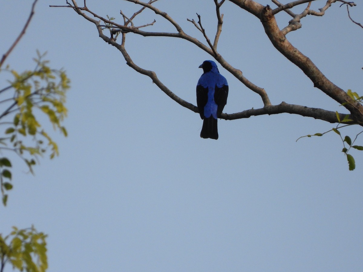 Asian Fairy-bluebird - Srinidhi Sridhar