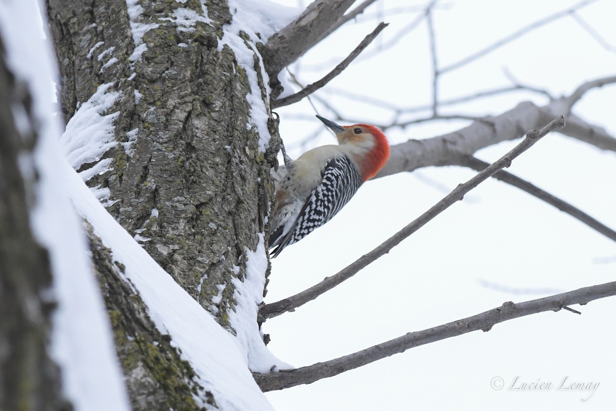 Red-bellied Woodpecker - Nicole Guénette