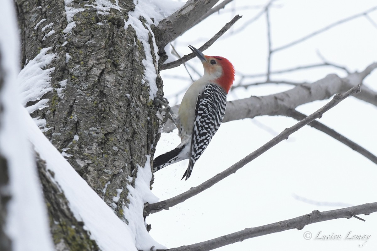 Red-bellied Woodpecker - ML526879491