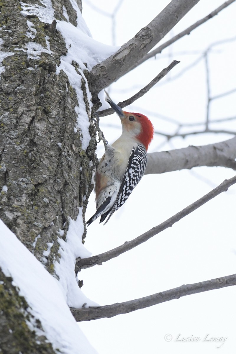 Red-bellied Woodpecker - Nicole Guénette