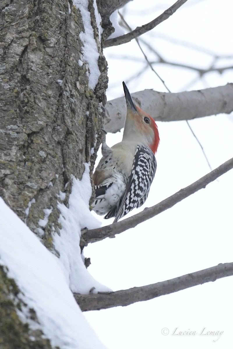 Red-bellied Woodpecker - ML526879601