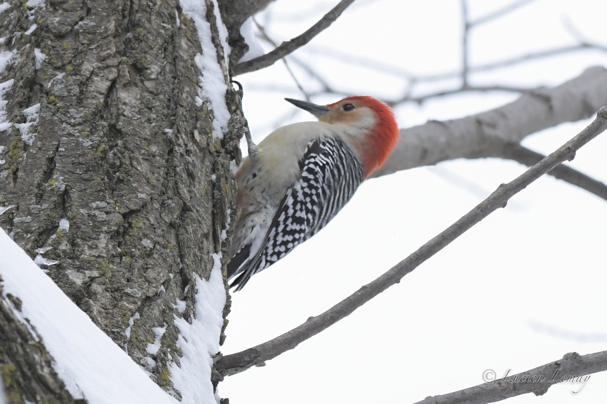 Red-bellied Woodpecker - ML526879641