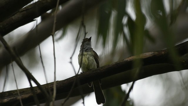 Swainson's Flycatcher - ML526880041