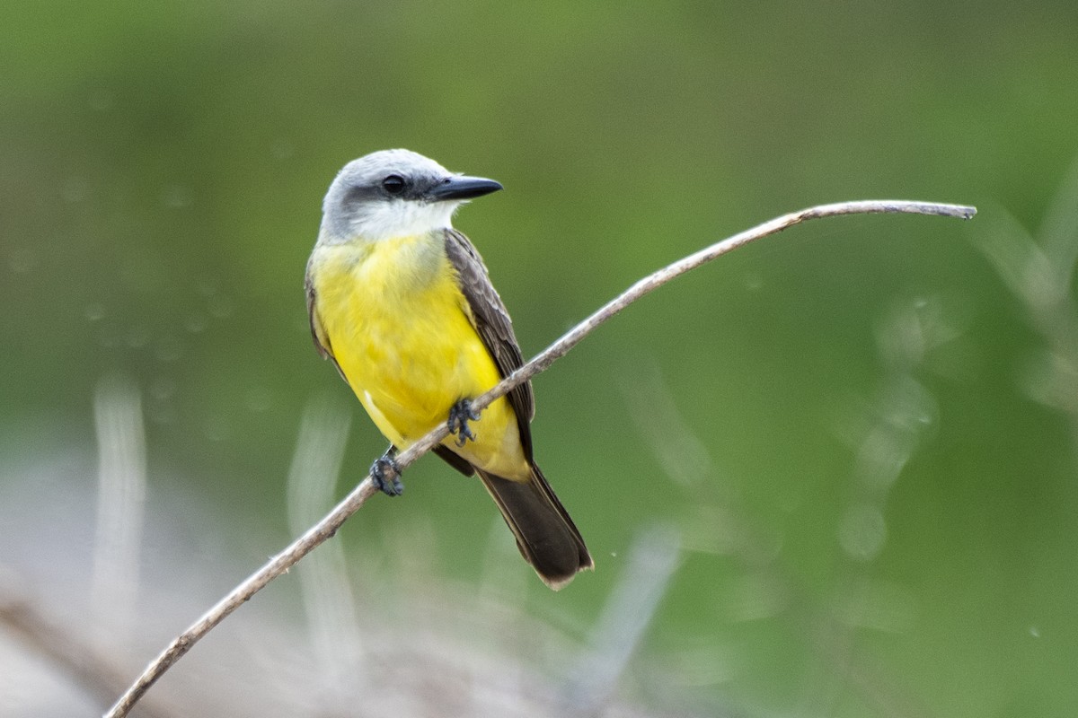 White-throated Kingbird - Luiz Carlos Ramassotti