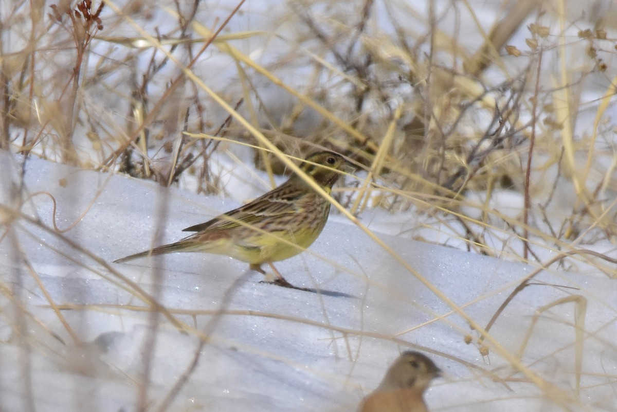 Yellowhammer x Pine Bunting (hybrid) - ML526881551