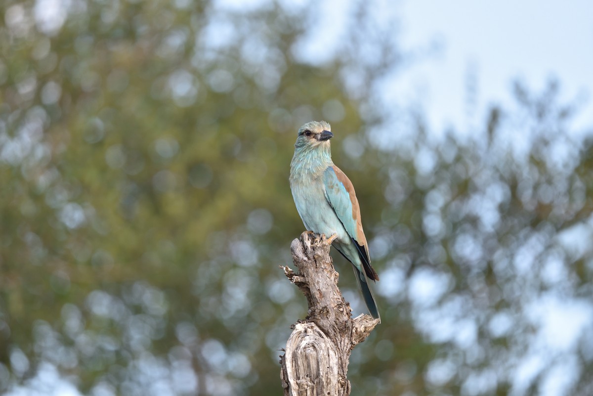 European Roller - ML526881631