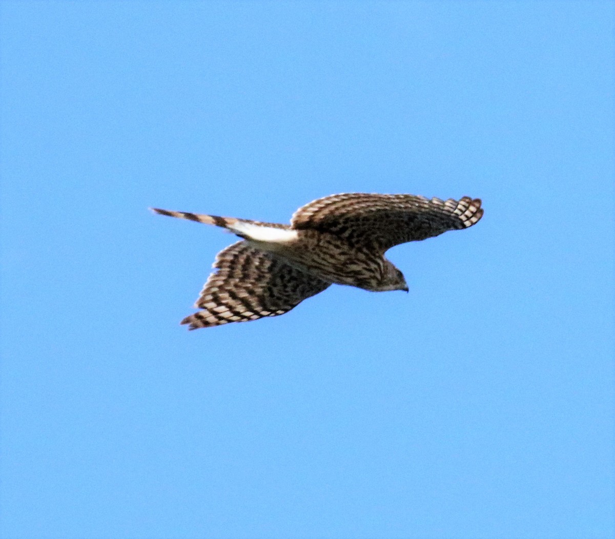 Cooper's Hawk - ML52688271