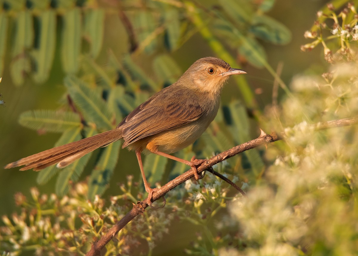 Plain Prinia - Ayuwat Jearwattanakanok