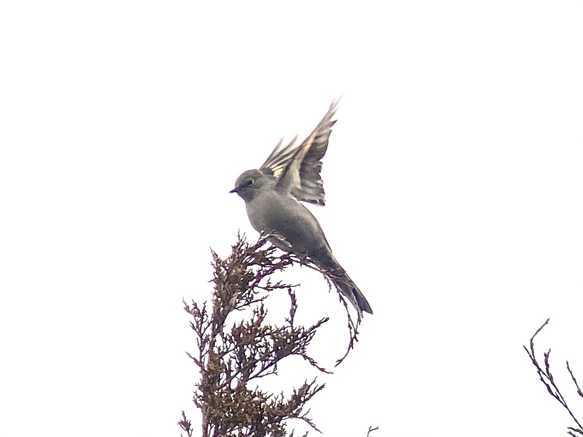 Townsend's Solitaire - ML526885281