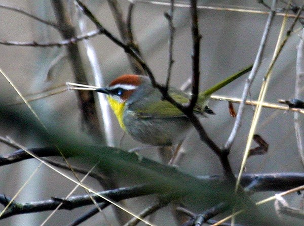 Rufous-capped Warbler - ML526886491