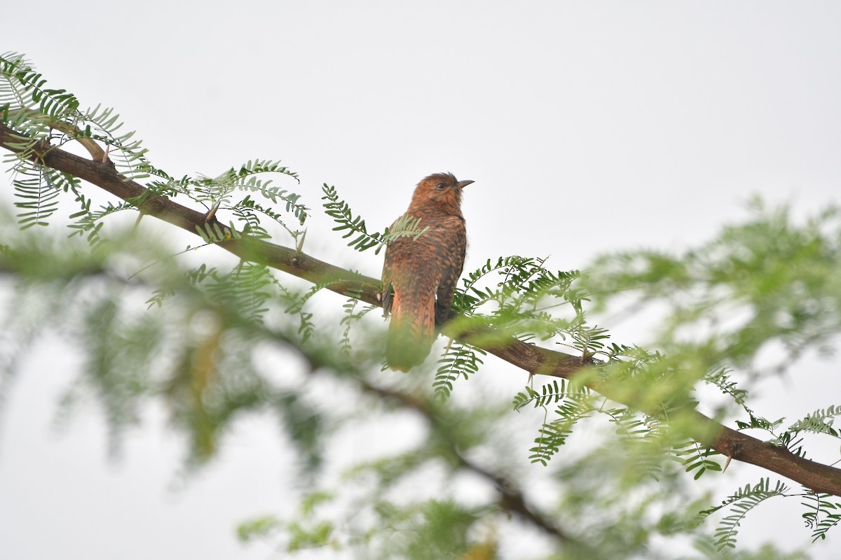 Plaintive Cuckoo - ML526886631