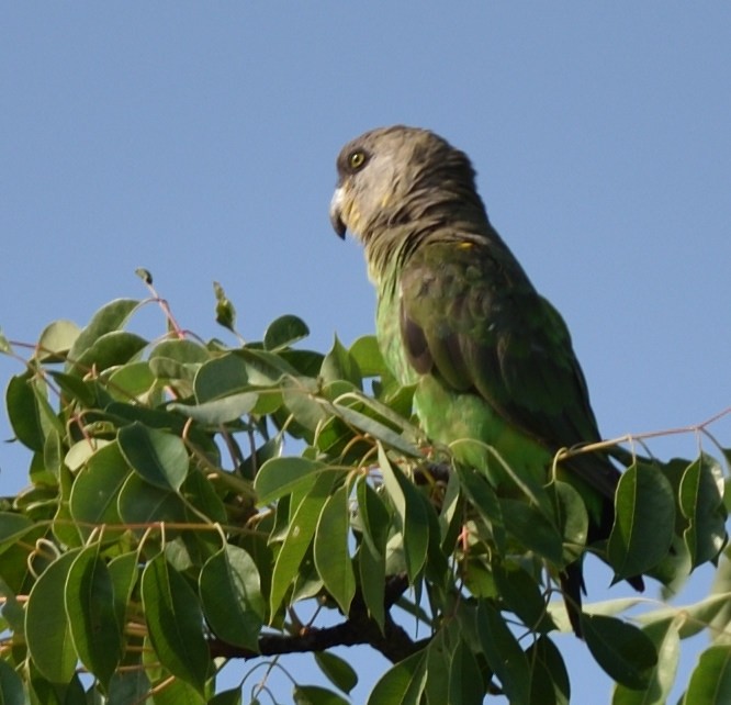 papoušek hnědohlavý - ML526887231
