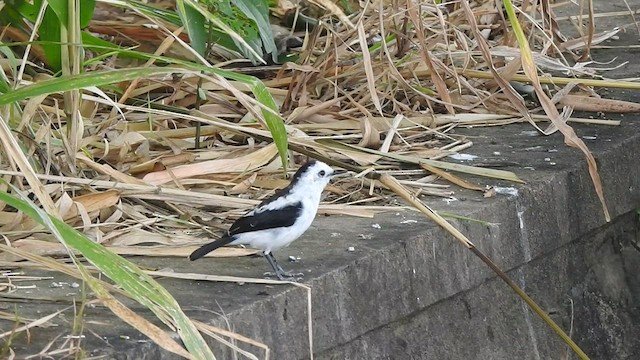 Pied Water-Tyrant - ML526887291