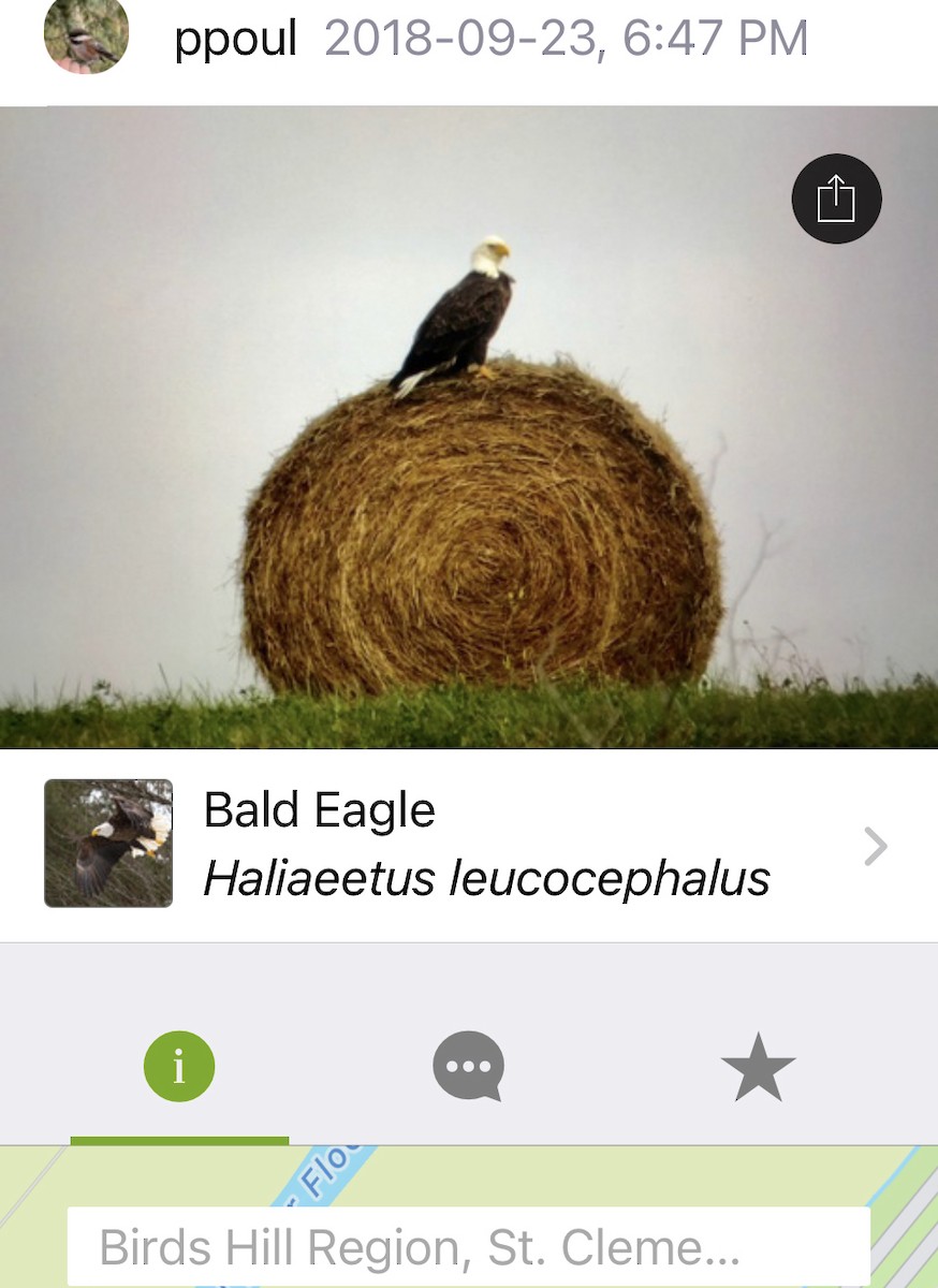 Bald Eagle - ML526887931