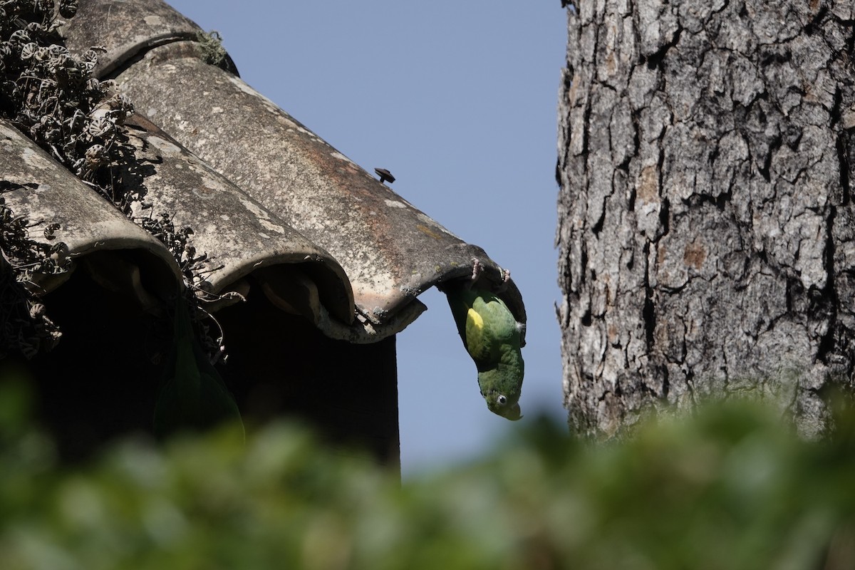 Yellow-chevroned Parakeet - ML526888811