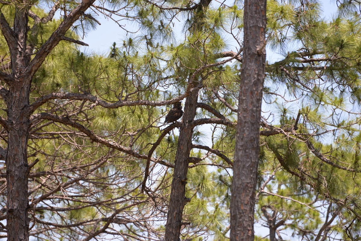 Great Horned Owl - ML526889081