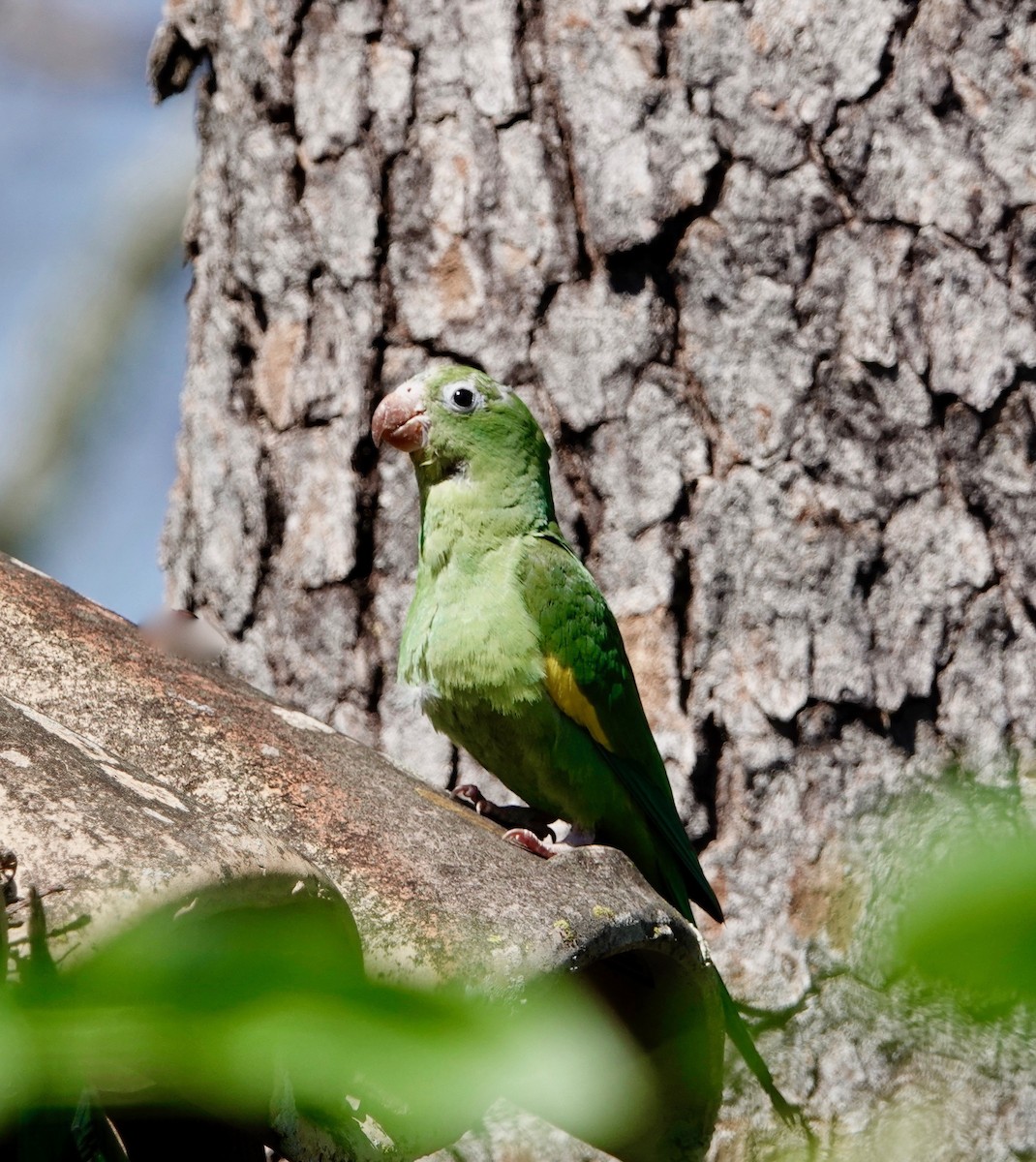 Yellow-chevroned Parakeet - ML526889701