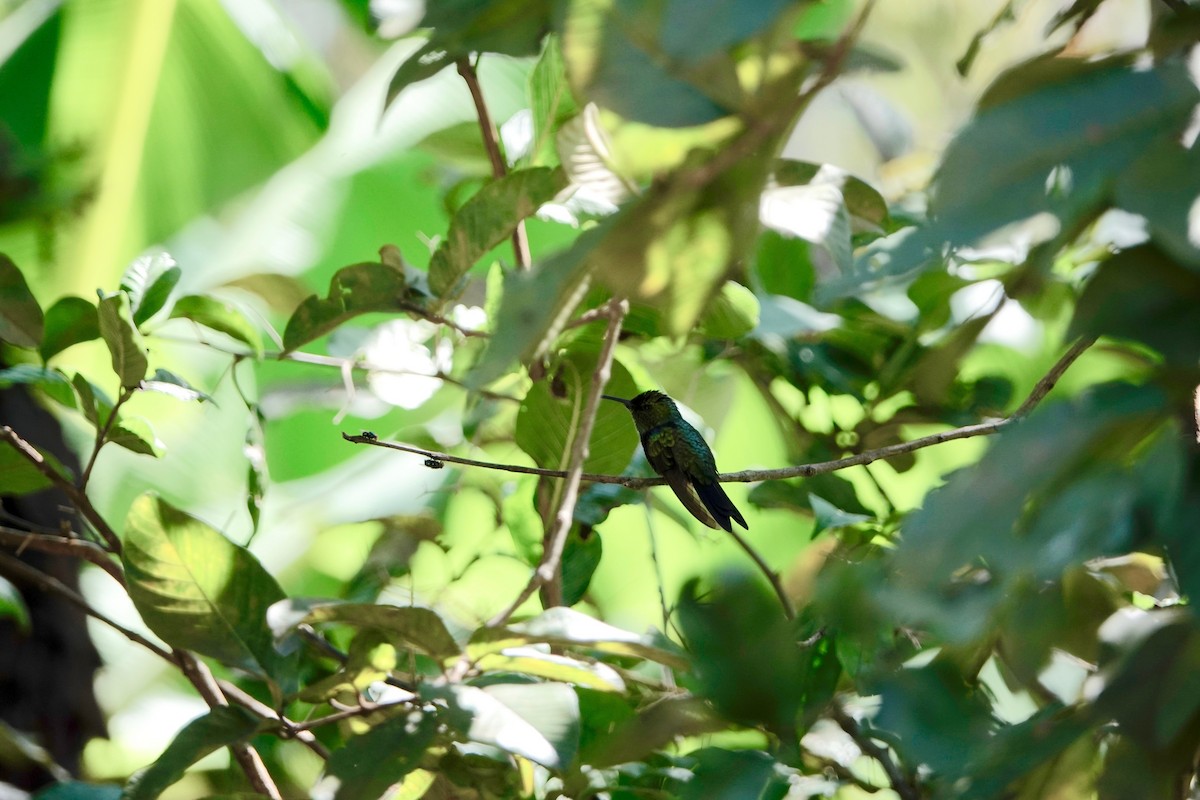 Fork-tailed Woodnymph - ML526889991