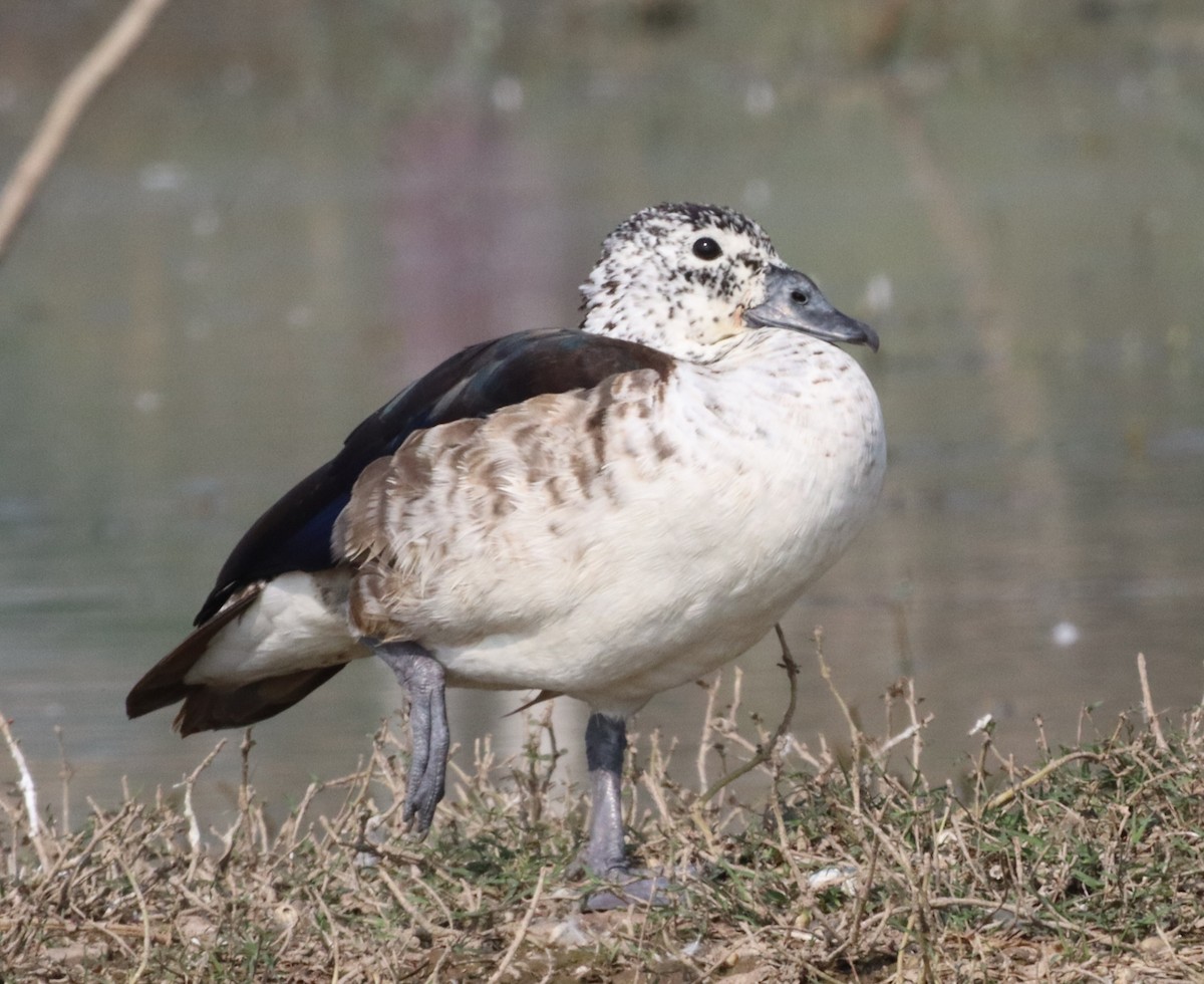 Knob-billed Duck - ML526890241