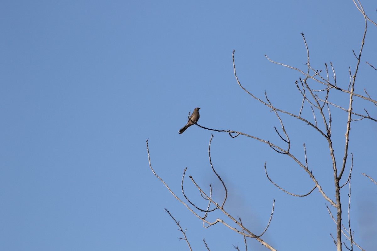 Townsend's Solitaire - ML526892581