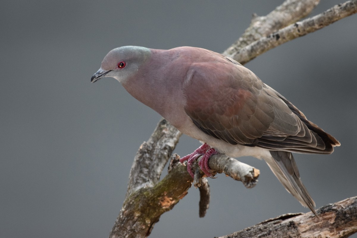 Pale-vented Pigeon - Wes Blauvelt