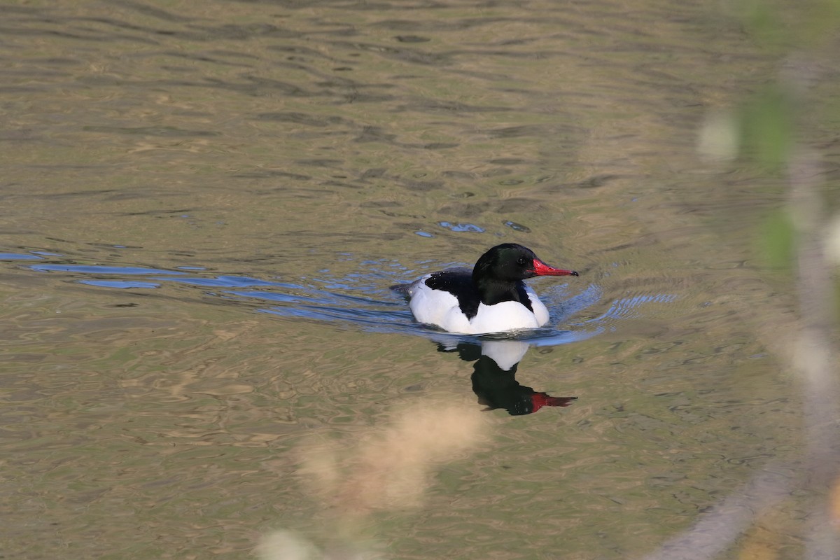 Common Merganser - ML526892681