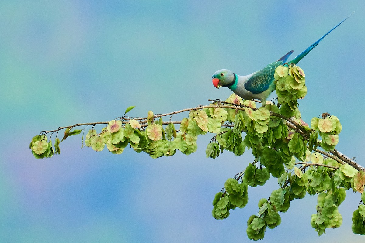 Malabar Parakeet - ML526893481