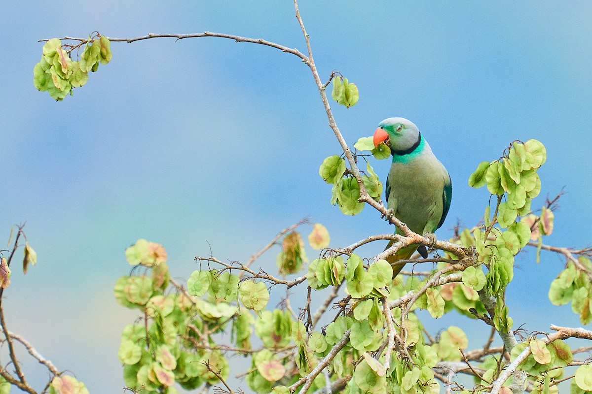 Malabar Parakeet - ML526893491