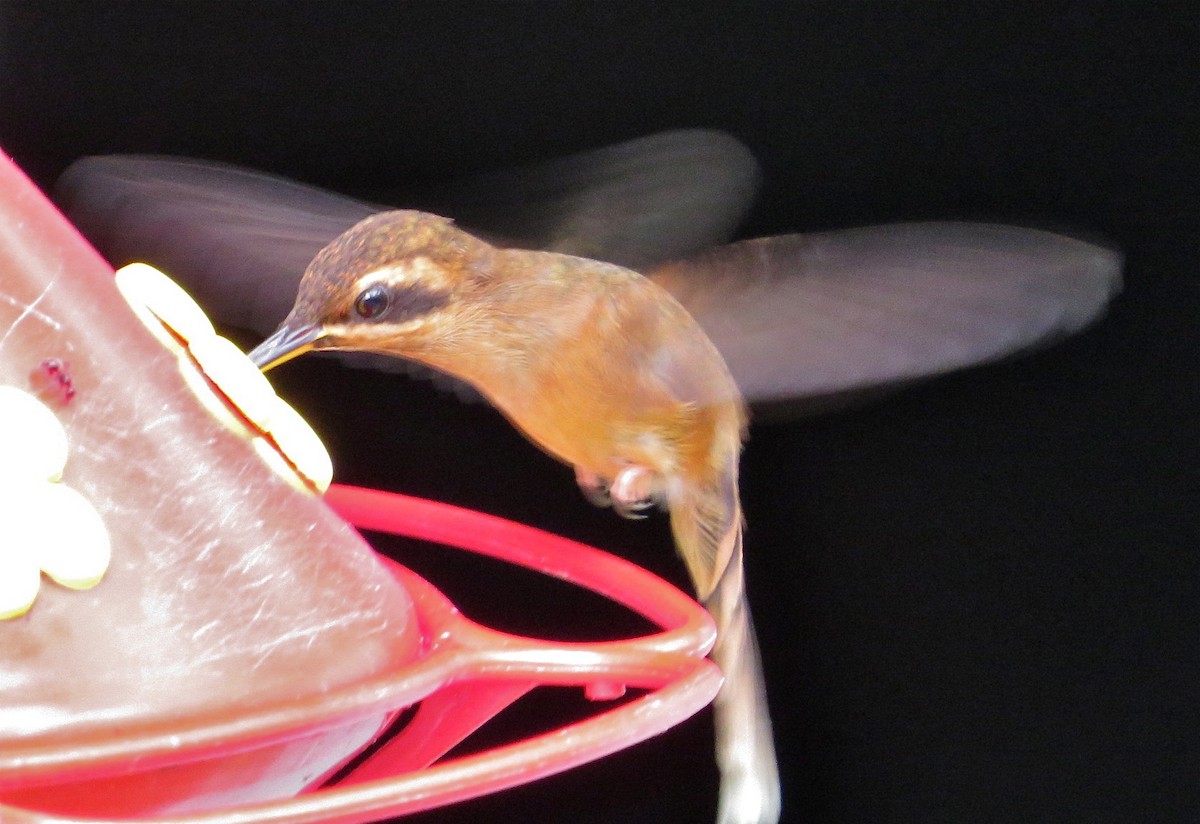 Пестрогорлый колибри-отшельник - ML52689531