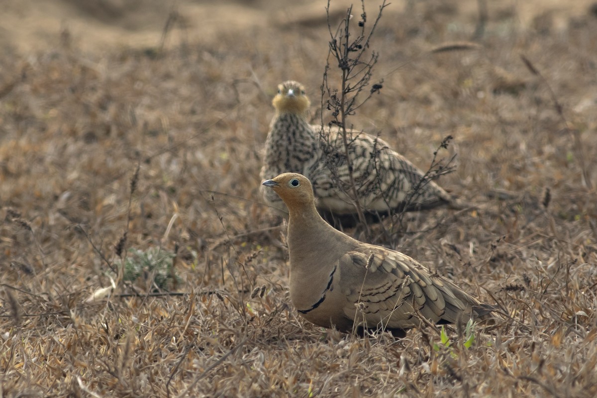 Chestnut-bellied Sandgrouse - Kavi Nanda