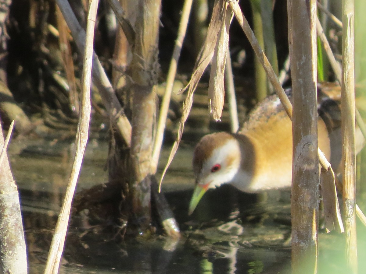 Little Crake - Gregorio Chaguaceda Tomás