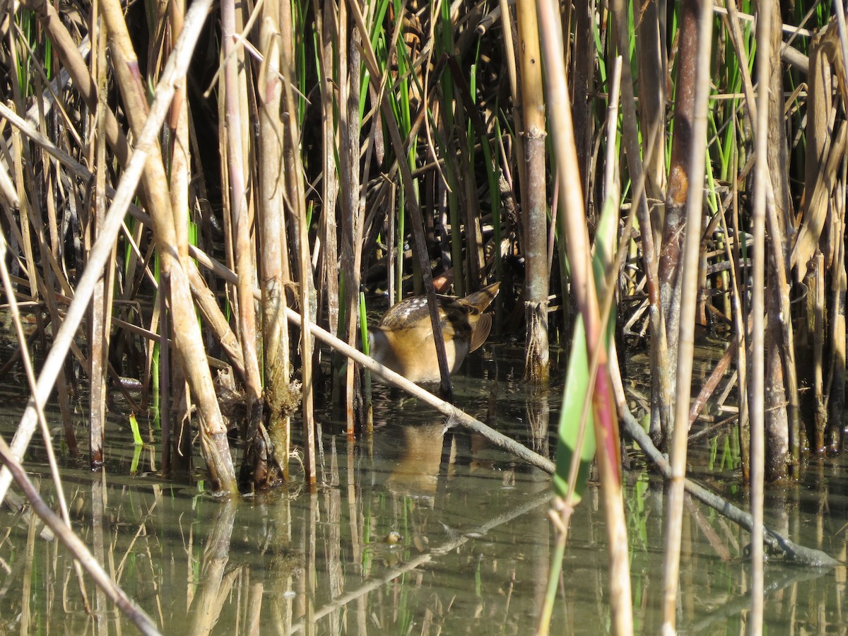 Little Crake - ML526898121