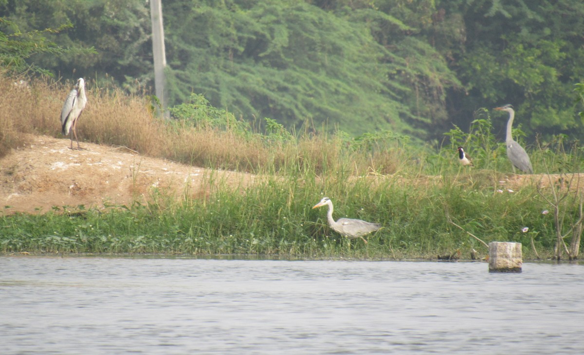 Gray Heron - Kalaimani Ayuthavel