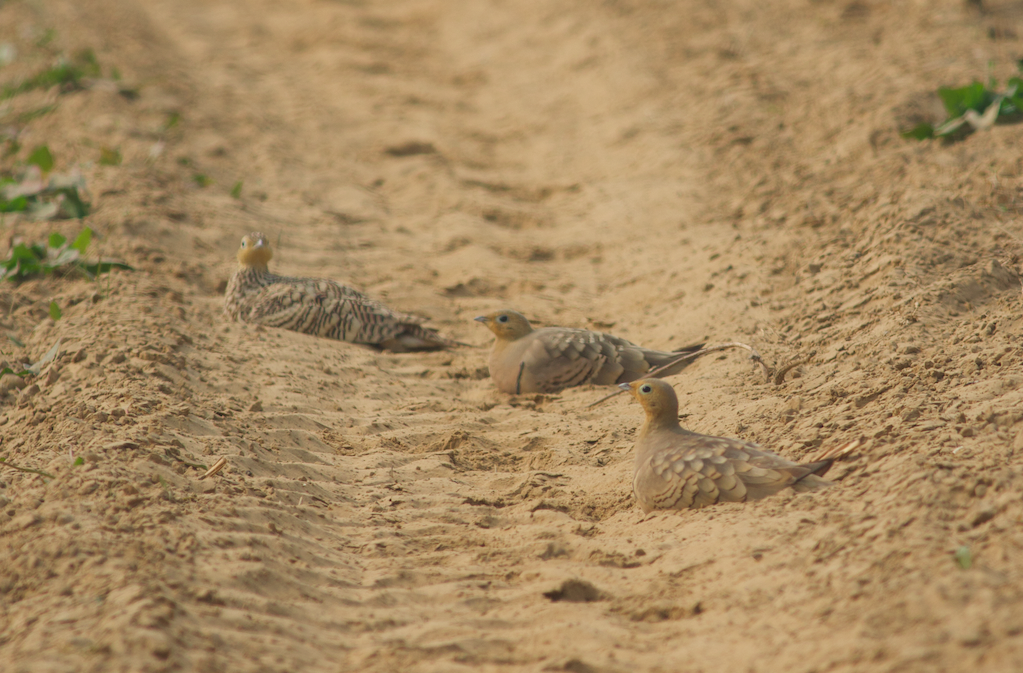 Chestnut-bellied Sandgrouse - Kavi Nanda