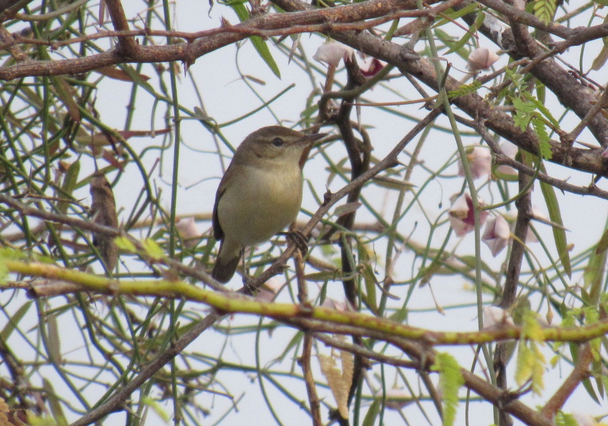 tanımsız Acrocephalus sp. - ML526899251