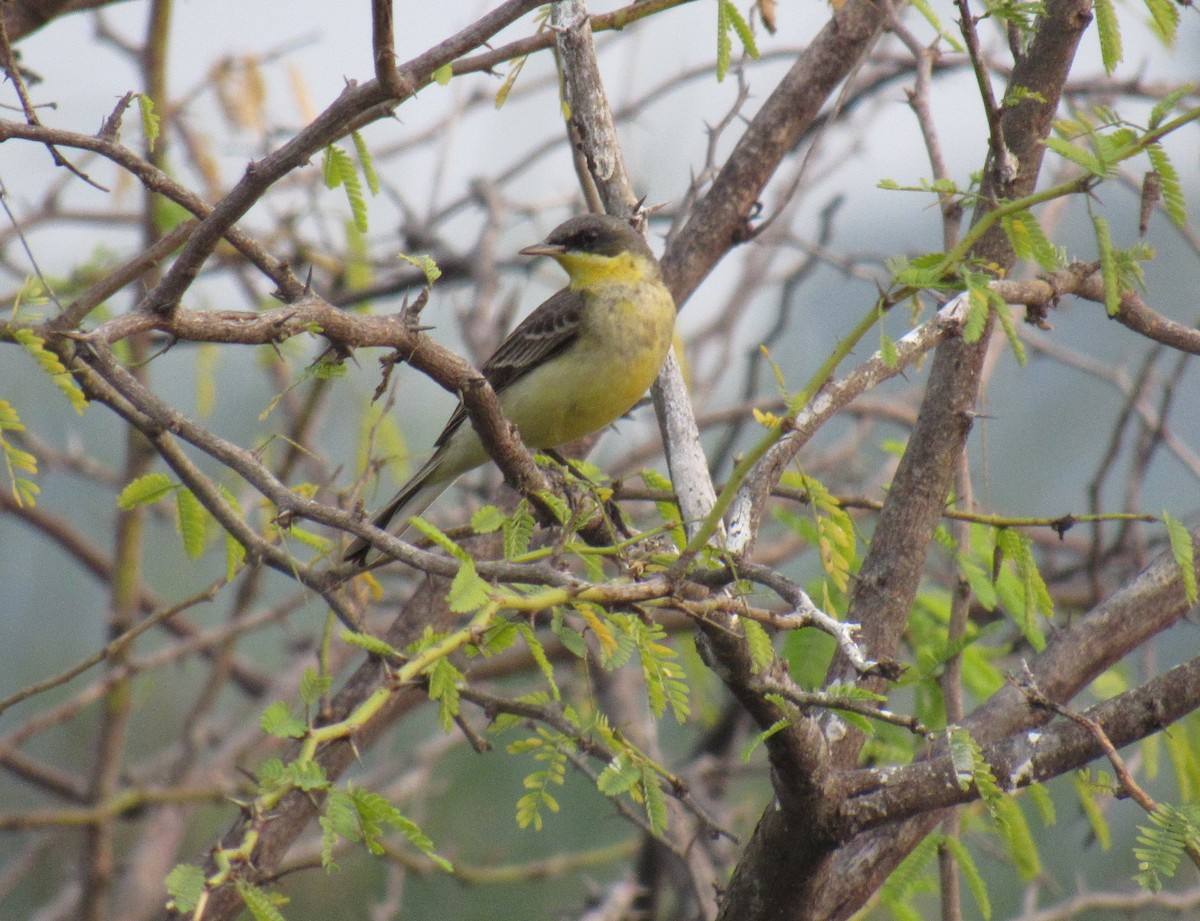 Western Yellow Wagtail - ML526899321