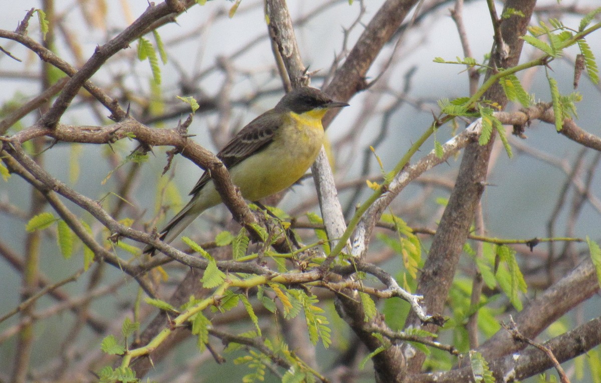 Western Yellow Wagtail - ML526899391