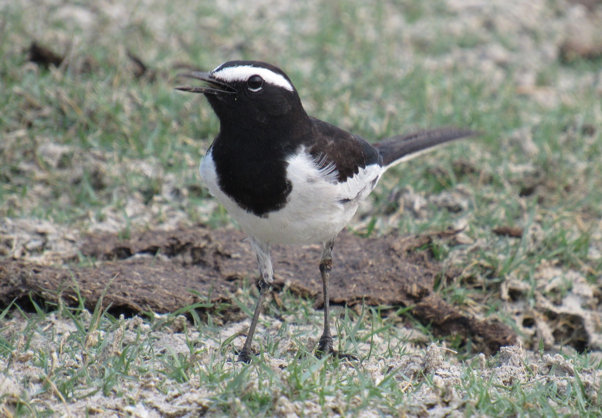 White-browed Wagtail - Kalaimani Ayuthavel