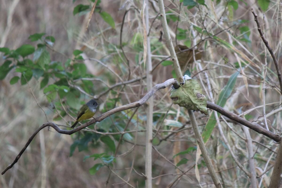 Gray-headed Canary-Flycatcher - ML526899601