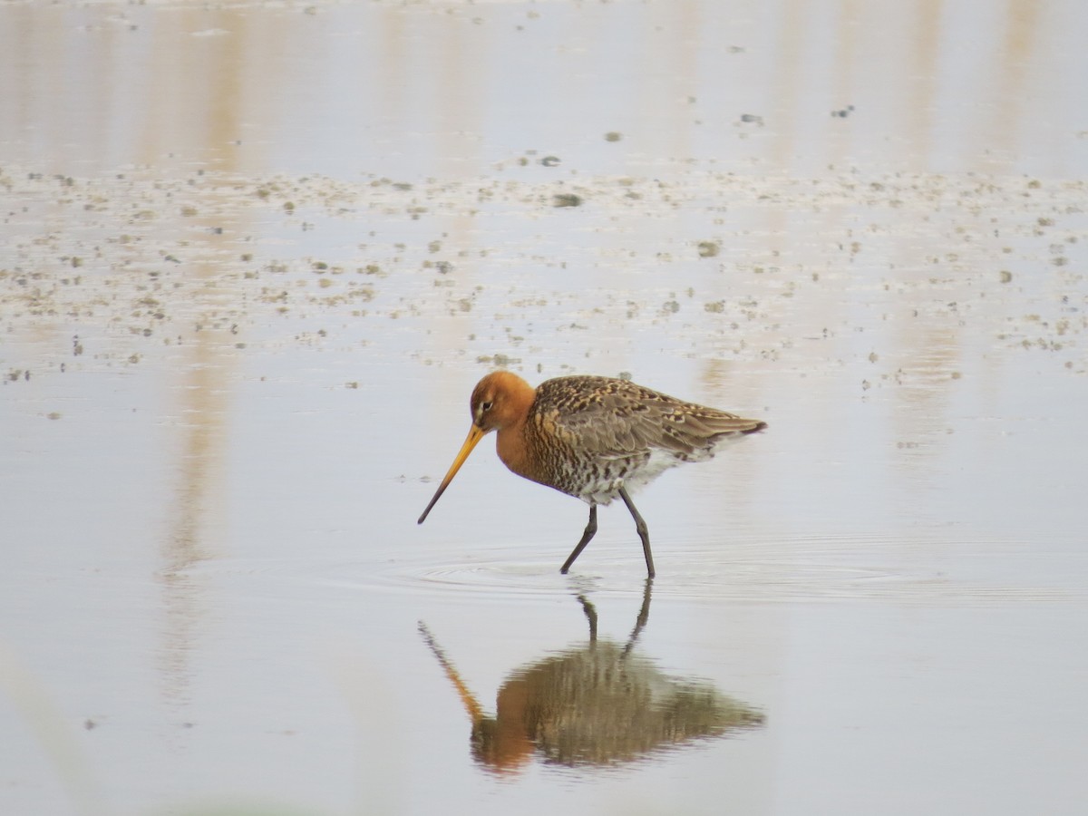 Black-tailed Godwit - Gregorio Chaguaceda Tomás