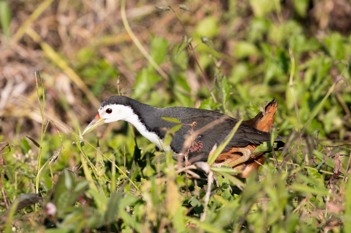 White-breasted Waterhen - ML526900141