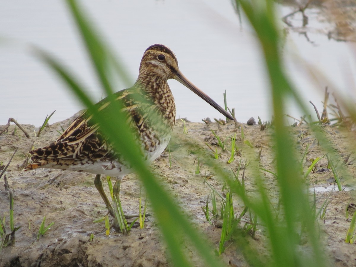 Common Snipe - ML526900211