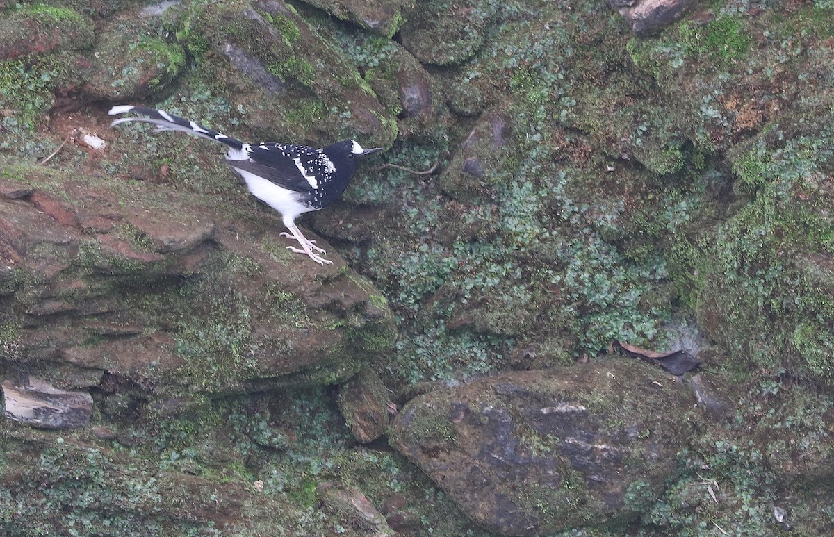 Spotted Forktail - ML526900551