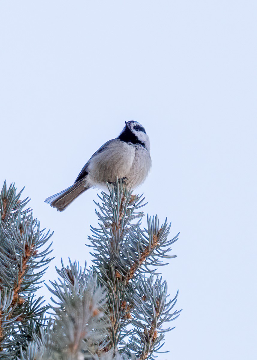 Mountain Chickadee - Verlee Sanburg