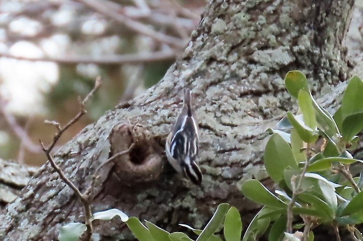 Black-and-white Warbler - ML526901751