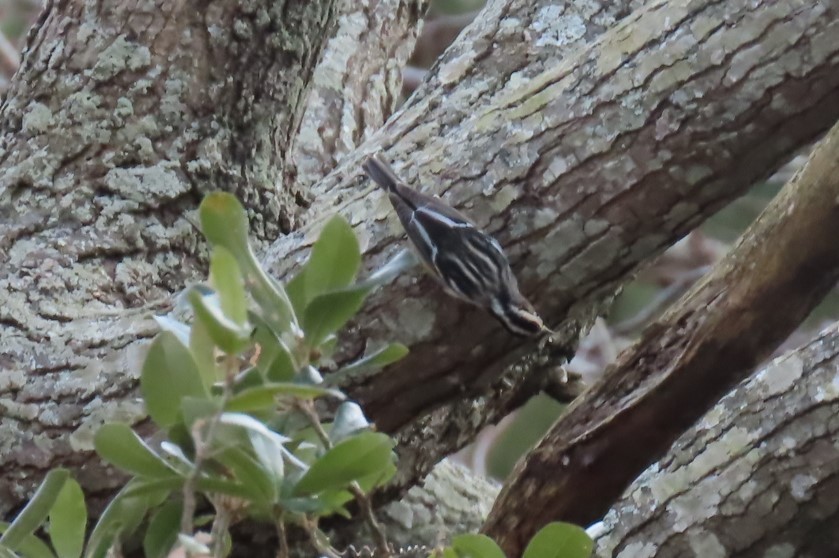 Black-and-white Warbler - ML526901761