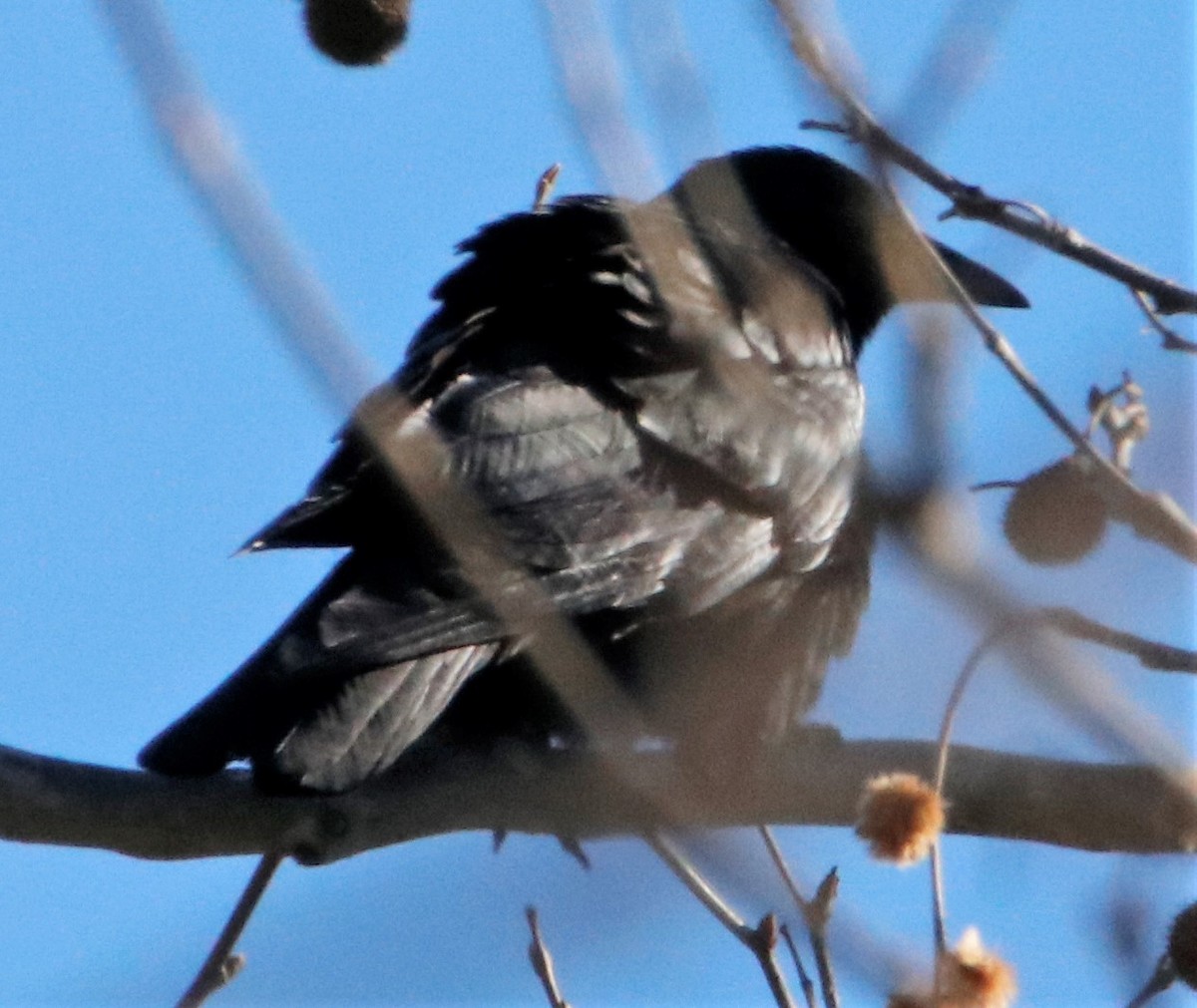 American Crow - ML526902651