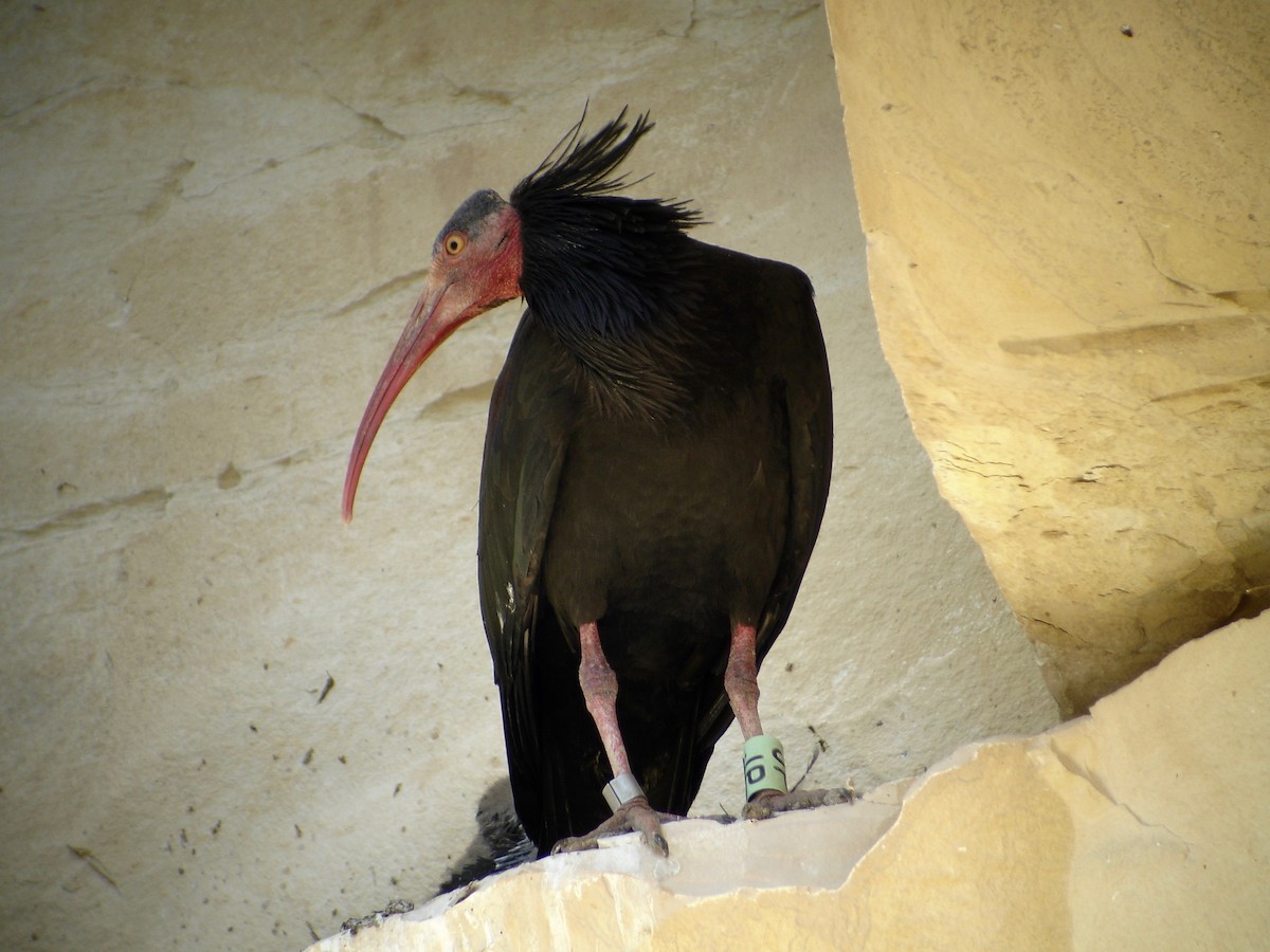 skallet ibis - ML526902751