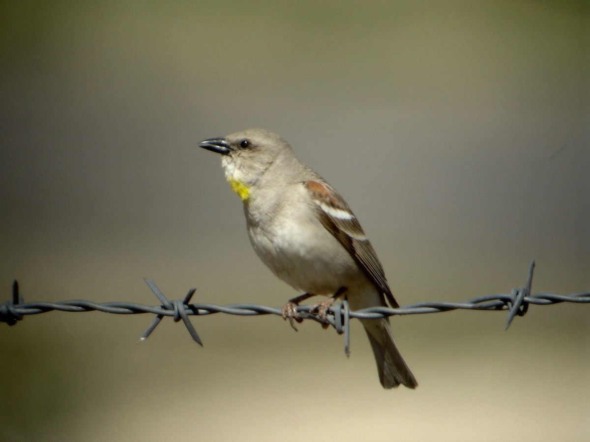 Yellow-throated Sparrow - Johan Fagefors