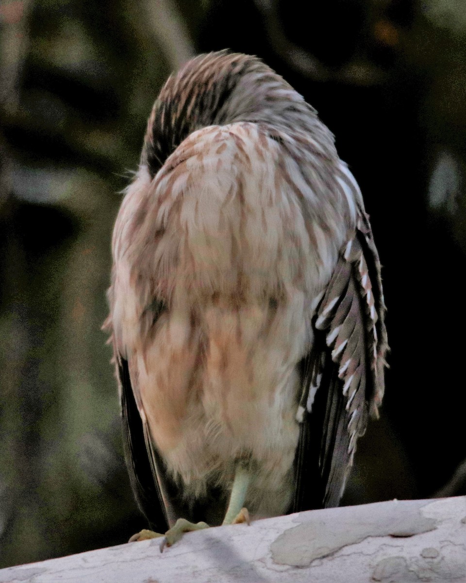 Black-crowned Night Heron - ML526903351